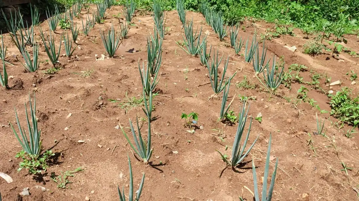 Champ de piments, symbole de formation et de croissance.